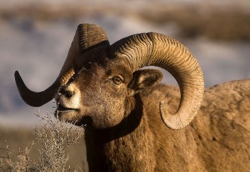 Bighorn